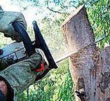 Best Arborist Consultation Services  in New Sharon, IA