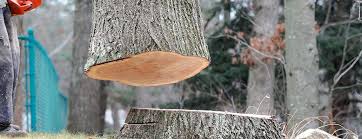 Best Tree Mulching  in New Sharon, IA