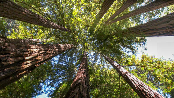 Best Tree Cabling and Bracing  in New Sharon, IA