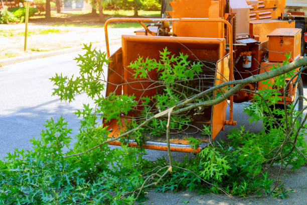 Best Root Management and Removal  in New Sharon, IA