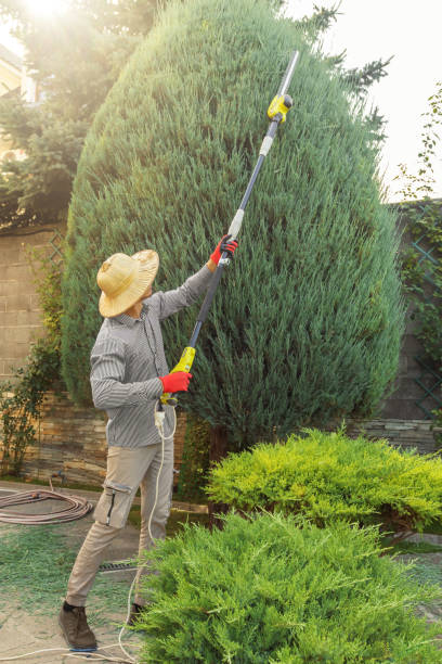 Best Tree Removal  in New Sharon, IA
