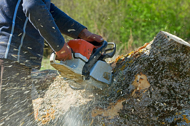 Best Utility Line Clearance  in New Sharon, IA