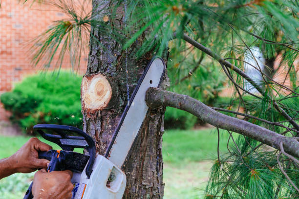 Best Tree Preservation Services  in New Sharon, IA